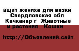 ищит жениха для вязки - Свердловская обл., Качканар г. Животные и растения » Кошки   